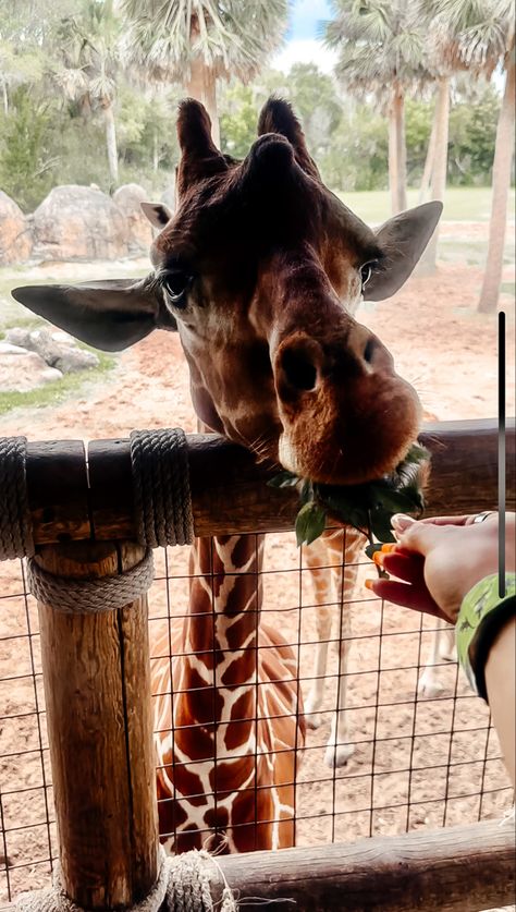 #jacksonville #Zoo #florida #aesthetic #giraffe #feeding #animals #sunshine Jacksonville Aesthetic, Aesthetic Giraffe, Zoology Aesthetic, Feeding Giraffes, Zoo Aesthetic, Florida Animals, Feeding Animals, Giraffe Feeding, Florida Aesthetic