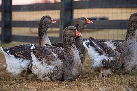 Toulouse Goose, Toulouse Geese, Geese Breeds, Goose House, Funny Farm, Factory Farming, Egg Production, Future Farms, Chicken Coop Plans