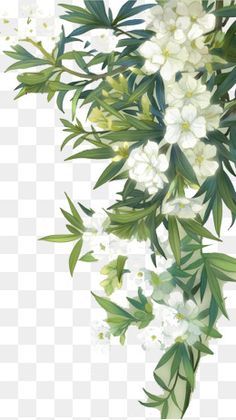 green leaves,leaf,white,flowers,plant,artistic conception,green,leaves,artistic,conception White Flower Png, Green Floral Decor, White Flowering Plants, Free Watercolor Flowers, Flower Png Images, Illustration Botanique, Trendy Flowers, Watercolor Flowers Paintings, Painted Leaves