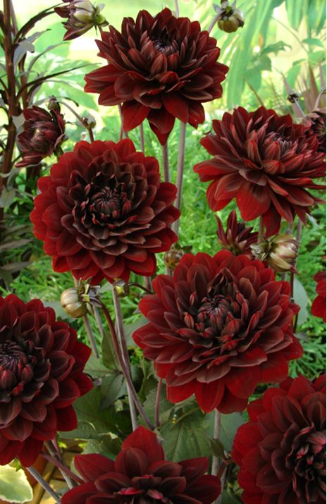 Black Daliah Flower Aesthetic, Dahlia Karma Choc, Karma Choc Dahlia, Black Dahlia Aesthetic, Daliah Flower, I Beg Your Pardon, Flower Dahlia, Dahlia Garden, Burgundy Dahlia