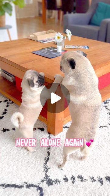 120K views · 42K likes | Loulou the Pug on Instagram: "Everything is better together @pugmosy 💕♾️   #pug #dog #dogsofinstagram #pugsofinstagram #WeeklyFluff" Funny Pug Videos, Pug Videos, Pug Gifs, Funny Pugs, Dogs Big, Cute Pug Puppies, Pug Funny, Baby Pugs, Pug Puppies