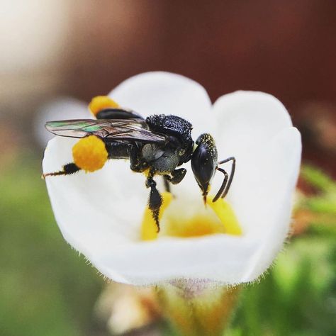 Flow Hive, Stingless Bees, Humble Bee, Parts Of A Flower, Attract Pollinators, Incredible Creatures, Subtle Tattoos, Wild Plants, Save The Bees