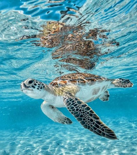 earthanthem: “(via Pinterest) Sea Turtles Lovers 💚 on Instagram / Credit: @deanocook ” Sea Turtle Wallpaper, Sea Turtle Pictures, Turtle Wallpaper, Ocean Turtle, Turtle Swimming, Pretty Beach, Turtle Love, Beautiful Sea Creatures, Cute Turtles