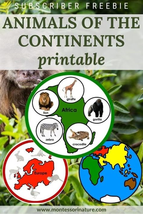 Welcome to Montessori Nature - Montessori Nature Preschool Continents Free Printable, Prek Map Activities, Montessori Continents Activities, Continent Projects For Kids, Continents Activities Printables, Montessori Geography Activities, Continents For Kindergarten, Animals Around The World Activities, Continents Activities For Kids