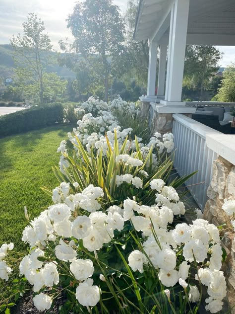 White Rose Bush Front Yards, Landscape White House, White Flowers In Garden, White Roses Front Yard, White Rose Bushes Landscape Front Yards, White Roses Garden Front Yards, White Peonies Landscaping, White Drift Roses Landscape Ideas, White Rose Bushes Landscape