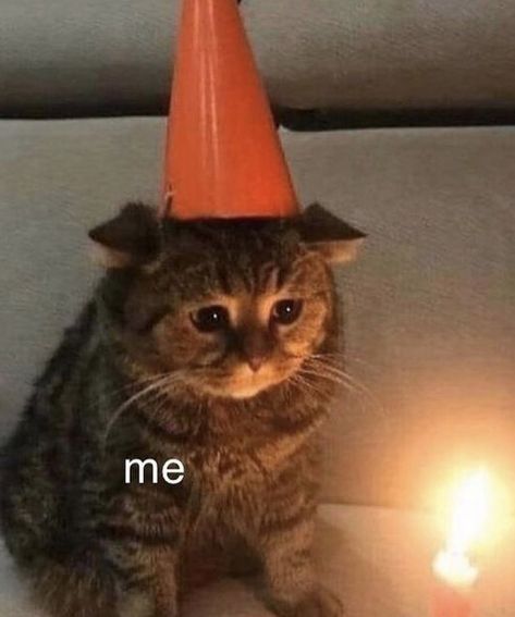 Bday Cat Funny, Anime Glasses Boy, Happy Birthday Meme Cute Cat, Hbd To Me, Happy Birthday To Me Quotes, Cat Birthday Memes, Happy New Years Cat Meme, Easy Photography Ideas, Happy Birthday Dog Meme