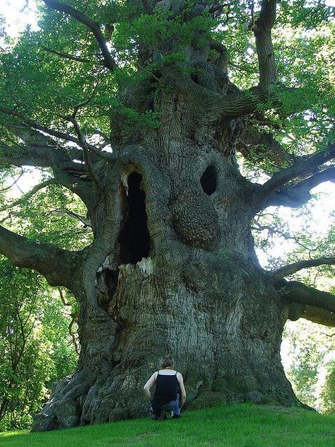 waaow hollow tree~ Sacred Groves, Hollow Tree, The Giving Tree, Bodhi Tree, Old Oak Tree, Giant Tree, The Darkest Minds, Location Inspiration, Tree Drawing