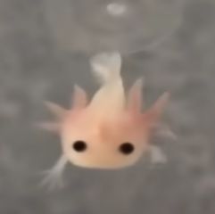 Silly Looking Animals, Axolotl Profile Pic, Life Has No Meaning, Brothers Room, Axolotl Cute, Cute Website, Cute Small Animals, So Silly, Silly Cats Pictures