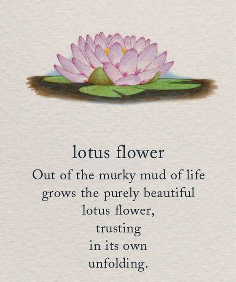 Lotus Flower Meaning Quotes, Lotus Flower Tattoo With Words, Lotus Quote Tattoo, Lotus Quotes Inspiration, Meaning Of Lotus Flower, Lotus Quotes, Lotus Meaning, Flowers Meanings, Red Lotus Tattoo