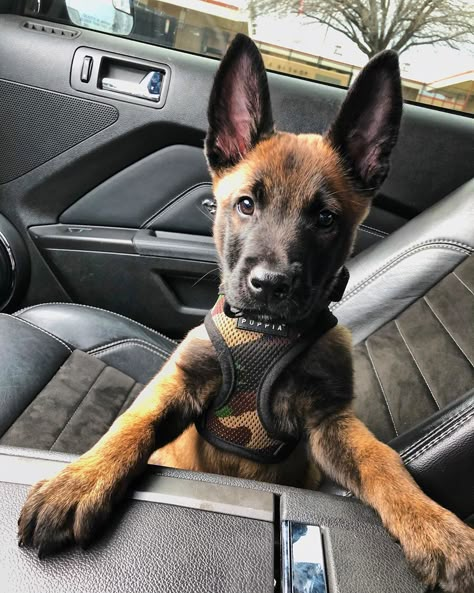 14 Facts About German Shepherd Dogs | PetPress Dog Cat Tattoo, Belgian Malinois Puppies, Malinois Puppies, Belgian Malinois Dog, Malinois Dog, Reactive Dog, Belgian Shepherd, Belgian Malinois, Cute Dogs And Puppies