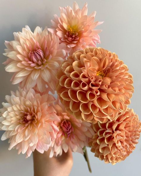 Teresa ✨ Floral Photographer | Peach + Pumpkin: one of my fave palettes for fall 🍂 Pairing ‘Preference’ dahlias from my garden with these pumpkin-colored pom dahlias… | Instagram Peach Fuzz Wedding Flowers, Light Peach Flowers, Floral Color Palette Colour Schemes, Peach Dahlia Bouquet, Small Dahlia Bouquet, Pink Fall Flowers, Fall Dahlia Bouquet, Dahlia Aesthetic, Fall Dahlias