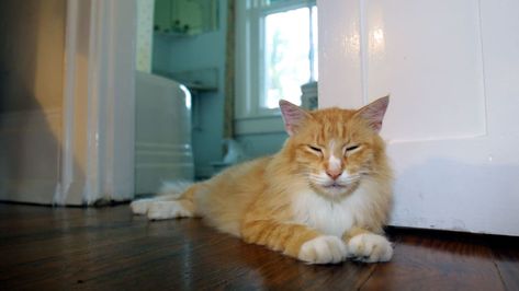 Hemingway Cats, Fats Waller, Hemingway House, Polydactyl Cat, Animal Behaviorist, Cat Facts, Ernest Hemingway, Fat Cats, Cute Cats And Dogs