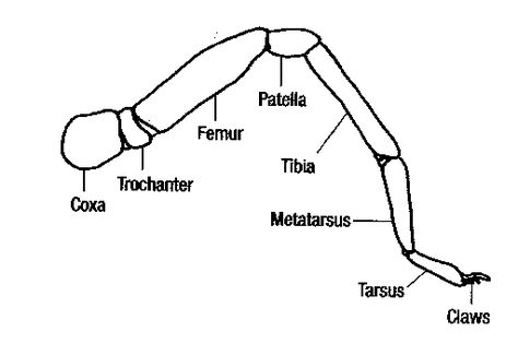 Google Image Result for http://insects.tamu.edu/images/4h/spider_leg_med.gif Spider Leg Anatomy, Spider Legs On Back, Spider Legs Reference, Spider Legs Drawing, Tarantula Anatomy, Spider Anatomy, Spider Diagram, Long Leg Spider, Insect Anatomy