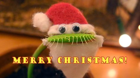 Ha this is great! Venus Flytrap Plant, Venus Flytrap, Santa Claus Costume, Santa Costume, Fly Trap, Venus Fly Trap, Fly Traps, Merry Christmas Santa, Carnivorous Plants