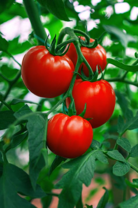 Tanaman Tomat, Watering Tomatoes, Tomato Support, Agriculture Photography, Growing Tomato, Tips For Growing Tomatoes, Growing Tomato Plants, Tomato Vine, Tattoo Plant