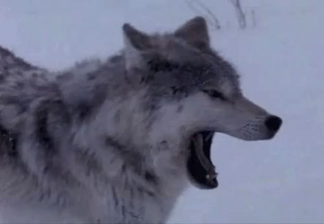 Wolf Yawn GIF - Wolf Yawn Stretch - Discover & Share GIFs Silly Wolves, Sigma Wolf, Wolf Gif, Magical Wolf, Wolf Husky, Wolf Warriors, Aesthetic Gifs, Oc Inspiration, Wolf Love