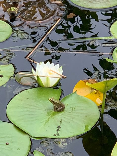 Frog On Lillypad, Lilypad Tattoo, Frog On Lilypad, Frogs On Lily Pads, Lily Pad Drawing, Creativity Journal, Frog On Lily Pad, Small Frog, Frog Sitting