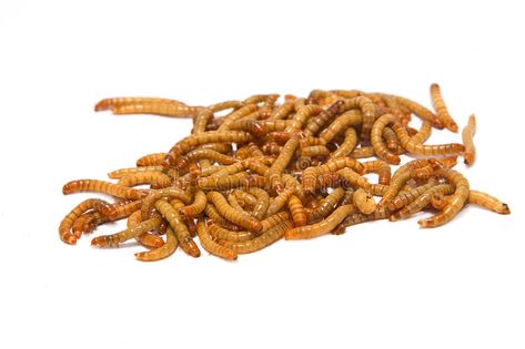 Meal worms, animal meal. Meal worms on isolate background #Sponsored , #ad, #sponsored, #worms, #background, #isolate, #Meal Meal Worms, Chaffinch, Earthworms, Branding Business, Business Card Branding, Design Branding, Business Cards, Stock Images, Branding