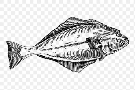 Halibut Illustration, Sea Animal Illustration, Fish Pencil Drawing, Sole Fish, Halibut Fishing, Fish Png, Fish Vector, Vintage Sea, Fish Fish