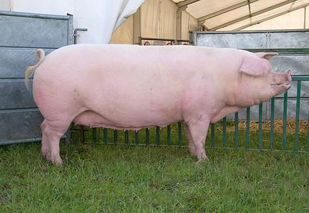 British Landrace pig Pigs Farming Livestock, Pig Images, Pig Breeds, Pig Farming, Baby Pigs, Barnyard Animals, Just Friends, Dog Coats, Animal Photo