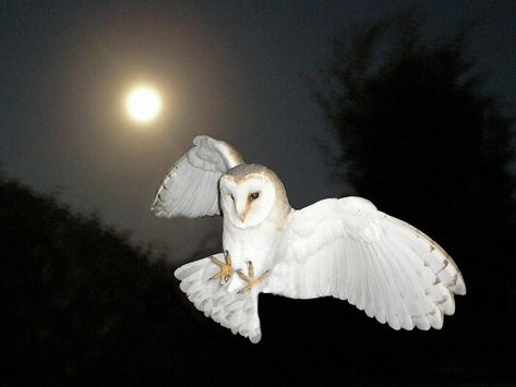 Southern Gothic, Pretty Animals, Arte Inspo, Silly Animals, The Night Sky, Barn Owl, Pretty Pictures, Night Sky, Art Inspo