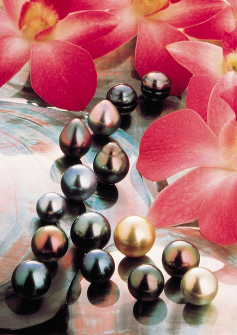 The many colors of Tahitian Cultured Pearls (image © - Alain Nyssen) in French Polynesia. Polynesian Jewelry, Tahiti Bora Bora, Pearl Images, Black Pearl Jewelry, Polynesian Islands, Tahitian Pearl Necklace, Buy Pearls, Black Pearls, Tropical Resort