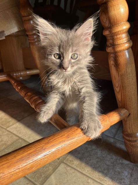 #mainecoon #kitten #kitty #cat #kitties #mainecoonkitten Mainecoon Kitten, Cat Reference, 2024 Vision, Maine Coon, Kitty Cat, Feline, Grey And White, Maine, Vision Board