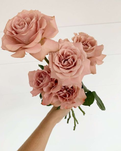 WILLOW BUD on Instagram: “Cappucino roses have the most perfect nude tone, these stunners go through a lot to look this way, we strip the thorns off, pick off any…” Cappuccino Rose, Dusky Pink Roses, Floral Inspiration, Wedding Floral, Flower Images, Cappuccino, Pretty Flowers, Wedding Colors, Floral Wedding