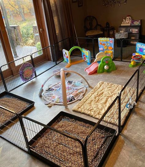 Dog Breeders Kennels, Dog Breeding Kennels, Dog Whelping Box, Dog Breeding Business, Puppy Playground, Whelping Puppies, Dog Backyard, Puppy Pens, Dog Bedroom