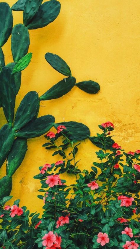 Yellow Wall, Mexican Culture, Yellow Aesthetic, 판타지 아트, Mexican Art, Mellow Yellow, Screen Wallpaper, Green Plants, Flower Wallpaper