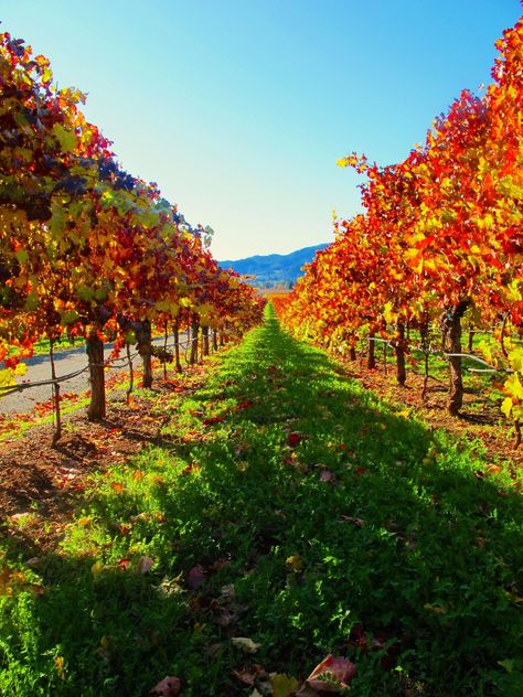 Napa Valley, California. What a beautiful place to visit! California Fall, Autumn Weddings, Napa Valley Wine, Wine Country California, The Windy City, California Dreaming, Napa Valley, Beautiful Places To Visit, Beautiful Scenery