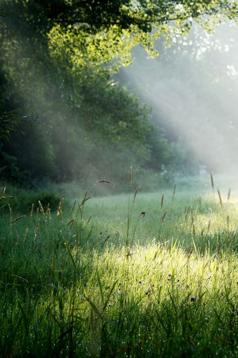 Baguio, The Mist, Nature Aesthetic, Green Grass, Pretty Places, Narnia, Green Aesthetic, Country Life, The Field