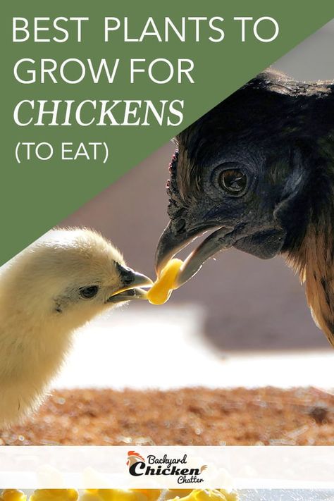 What To Grow For Chickens To Eat, Plants For Chickens To Eat, Herbs For Chickens To Eat, Plants To Grow For Chickens, Chicken Live, What Can Chickens Eat, Plants For Chickens, Easy To Grow Plants, Happy Chickens