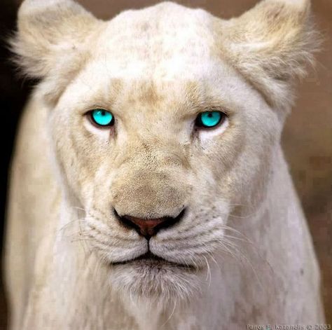 Rare White Lion with Blue Eyes Albino Animals, Wild Kingdom, Lion Pictures, White Lion, Cheetahs, White Tiger, Exotic Pets, Beautiful Cats, Big Cats