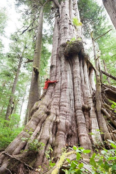 Tj Watt, Rivers And Roads, Canada Photos, Cedar Trees, Ancient Forest, Ancient Tree, Big Tree, Western Red Cedar, Red Cedar