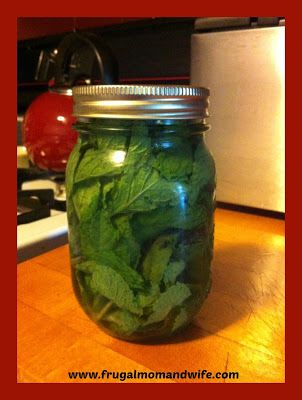 Frugal Mom and Wife: How To Keep Your Mint Leaves Fresh Longer! Spearmint Recipes, Mint Recipes Fresh, Preserving Herbs, Mint Recipes, Frugal Mom, Mint Plants, Vegetable Storage, Different Foods, Food Saver