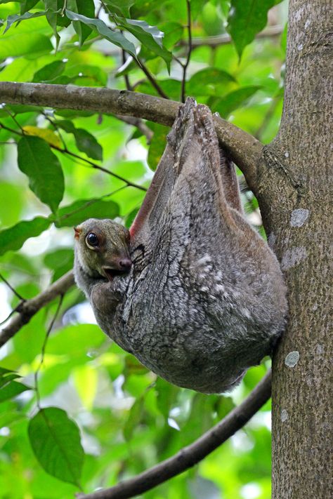 Lemur Aesthetic, Sunda Flying Lemur, Ruffed Lemur, Lemur Habitat, Flying Lemur, Amur Leopard Photography, Southeast Asia, Animal Photography, Photography