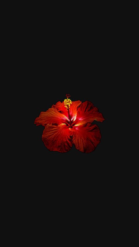 Red flower hibiscus wallpaper Hibiscus Wallpaper, Red Flower Wallpaper, Black Flowers Wallpaper, Flower Hibiscus, Flowers Black Background, Red And Black Background, Nothing But Flowers, Iphone Wallpaper Tumblr Aesthetic, Hibiscus Flower