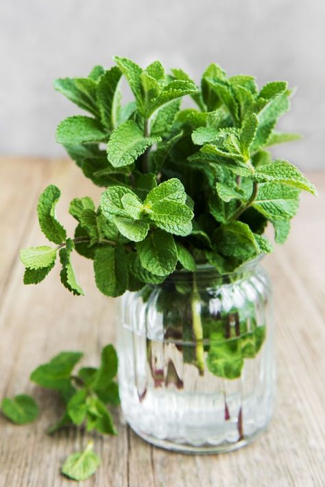 How to Store Fresh Mint (And Make Your Fresh Herbs Last Longer) https://www.streetsmartkitchen.com/how-to-store-fresh-mint/ Healthy Eating Vision Board, Indoor Plants Aesthetic, Mint Growing, Ideas With Plastic Bottles, Growing Mint Indoors, Aromatic Garden, Grow Plants In Water, Garden Ideas With Plastic Bottles, Herbs In The Kitchen