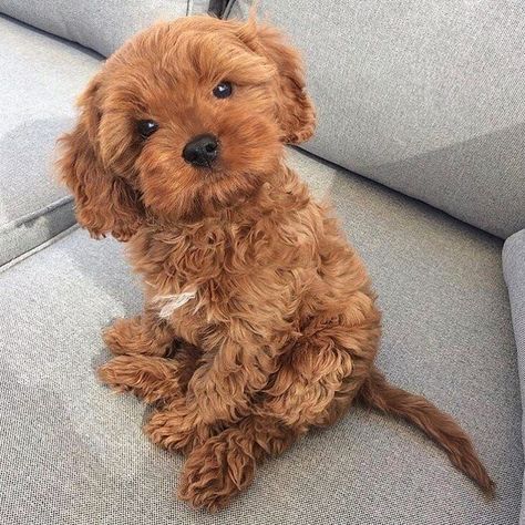 Cavapoo Puppies: Information, Characteristics, Facts, Videos #cavapoo #cavapoopuppies #cutepuppies #dogs - DOGBEAST Puppies, Dogs