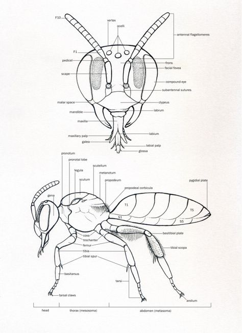 Scientific Illustration Entomology Illustration, Insect Anatomy, Bee Wings, Bee Drawing, Insect Tattoo, Bug Art, Insect Art, Bee Art, Illustrator Illustration