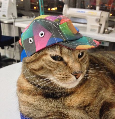 Cat With A Hat, Animal Funnies, Fresh Prince, Kitty Kitty, Cat Hat, A Cap, Pet Costumes, Cat Diy, Cats Meow