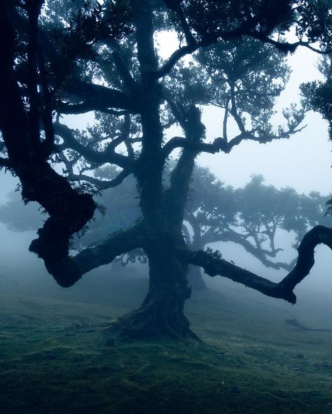 Cosmic Mother, Sky God, Waiting For Godot, Fog Forest, Laurel Tree, Another Aesthetic, Tree Aesthetic, Amazing Trees, Old Gods