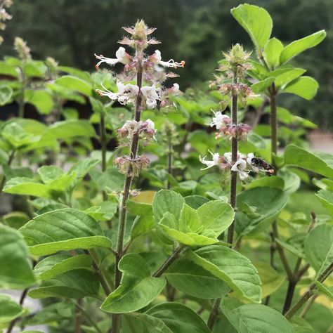 How to Plant and Grow Holy basil(Ocimum tenuiflorum) Ocimum Tenuiflorum, Identify Plant, Basil Plant, Holy Basil, Water Me, Flower Bud, The Plant, All Plants, Plant Care