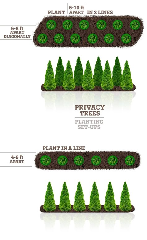 Privacy Trees | Fast Growing Privacy Trees — PlantingTree.com Planting Trees On A Hill, Tree And Bush Landscaping, Plants In Backyard Landscapes, How To Plant Thuja Green Giant, Backyard Landscaping Bushes, Planting Trees For Privacy, Trees And Shrubs Landscaping, Tree Wall Landscaping, Tree Landscaping Ideas Backyards