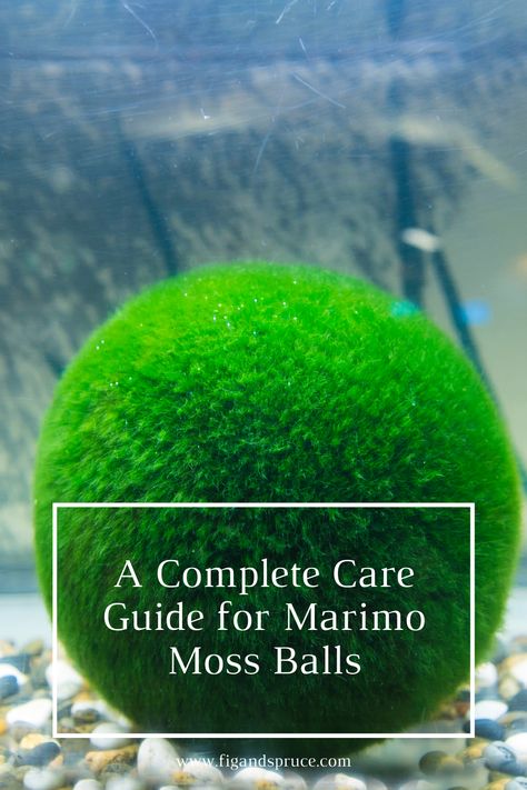 Complete Care Guide for Marimo Moss Balls in 2020 - Fig & Spruce Moss Ball Aquarium Diy, Marimo Moss Ball Aquarium, Moss Ball Terrarium, Moss Ball Aquarium, Marimo Moss Ball Terrarium, Japanese Moss Balls, Water Plants Indoor, Aquarium Store, Gardening In Containers