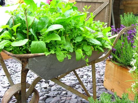 Wheelbarrow garden Neat Garden, Unusual Planter, Potted Garden, Baseball Ideas, Wheelbarrow Garden, Portable Garden, Diy Herb Garden, Wheelbarrows, Vertical Herb Garden