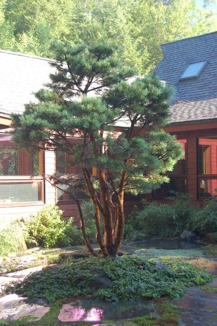 Pnw Garden, Pine Garden, Scots Pine, Pinus Sylvestris, Bushes And Shrubs, Stone Landscaping, Manchester Nh, School Garden, Woodland Garden