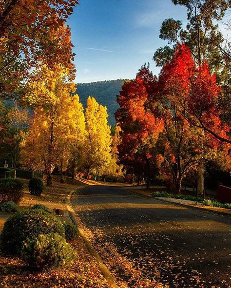 Bright, Victoria, Australia. Orange Prints, Autumn Orange, Cellar Door, Have Inspiration, Autumn Scenes, Colorful Trees, Autumn Scenery, Autumn Beauty, Fall Pictures