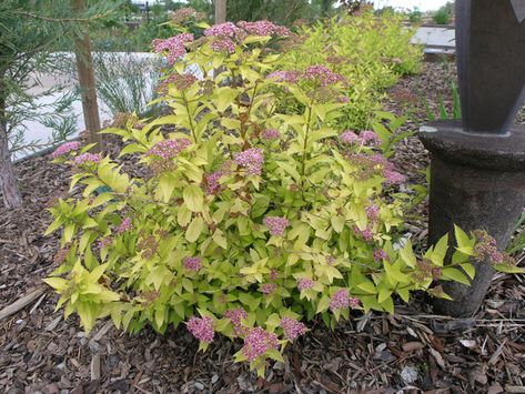 Gold Mound Spirea Nevada Plants, Gold Mound Spirea, Backyard Wooded Landscaping, Spirea Shrub, Waterwise Landscaping, Summer Planting, West Jordan Utah, Northern Nevada, Landscaping Flowers